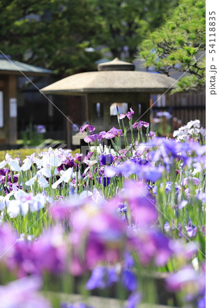 堀切菖蒲園 色とりどりの花菖蒲と石灯籠 堀切菖蒲園 色とりどりの花菖蒲と石灯籠 54118835