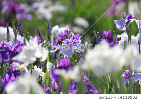 堀切菖蒲園　色とりどりの花菖蒲　 54118902