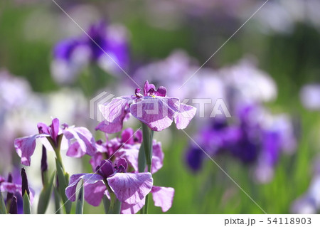 堀切菖蒲園 色とりどりの花菖蒲 堀切菖蒲園 色とりどりの花菖蒲 54118903