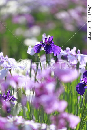 堀切菖蒲園 色とりどりの花菖蒲 堀切菖蒲園 色とりどりの花菖蒲 54118906