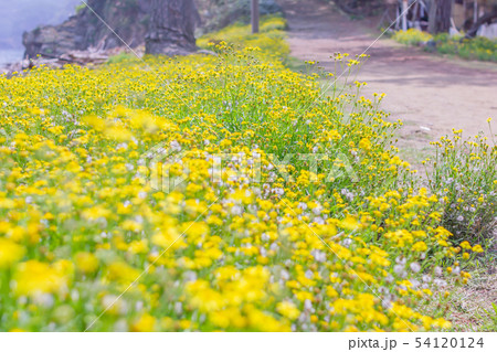 和歌山県友ヶ島の黄色い花 54120124