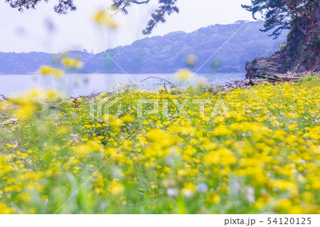 和歌山県友ヶ島の黄色い花 和歌山県友ヶ島の黄色い花 54120125