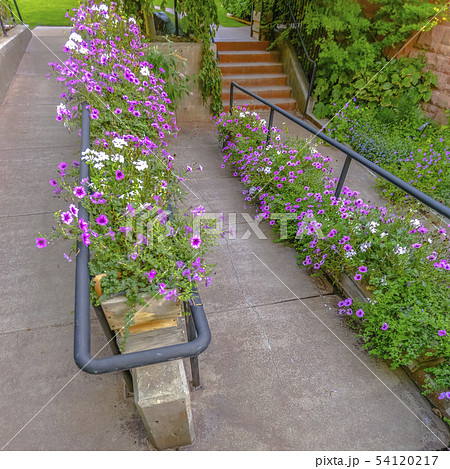 Outdoor stairs and ramp with handrails and flowers Outdoor stairs and ramp with handrails and flowers 54120217