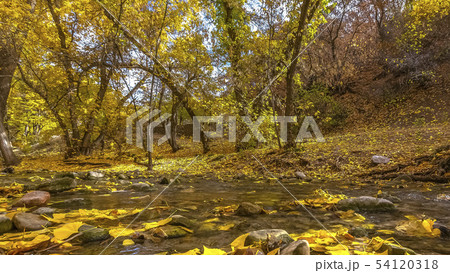 Shallow stream in the forest with golden leaves 54120318