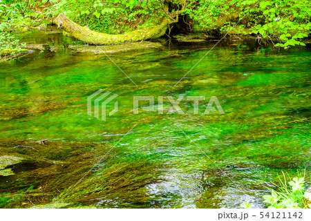 梓川の清流 水草「長野県上高地」 54121142