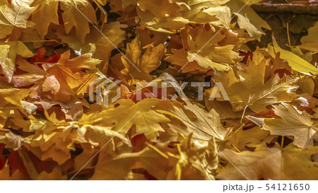 Pile of leaves on the ground in Salt Lake City Pile of leaves on the ground in Salt Lake City 54121650
