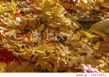 Pile of colored leaves on the ground in autumn Pile of colored leaves on the ground in autumn 54121651