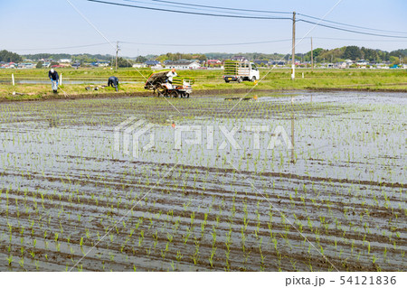 田植機による田植え作業 54121836