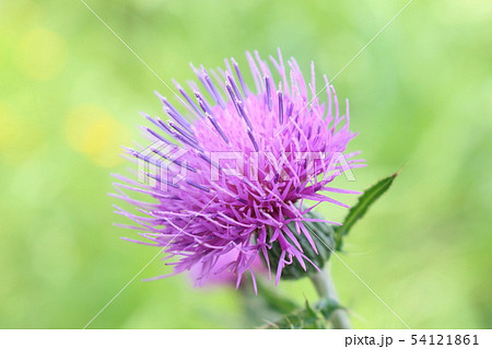 あざみ あざみ 54121861