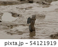 干潟の愉快なムツゴロウ 54121919