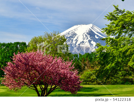 八重桜 54122318
