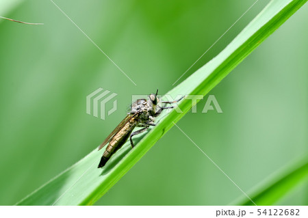 マガリケムシヒキ 54122682