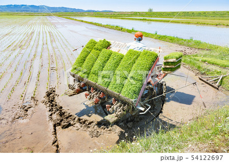 田植機による田植え作業 田植機による田植え作業 54122697