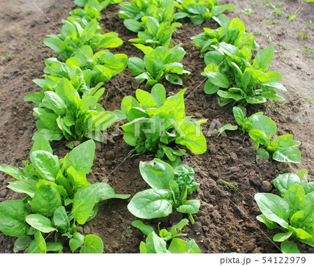 Fresh organic leaves of spinach in the garden 54122979
