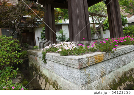 鎌倉 海蔵寺 花の寺 鎌倉 海蔵寺 花の寺 54123259