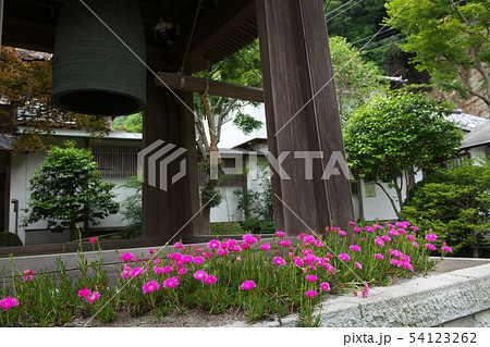 鎌倉 海蔵寺 花の寺 鎌倉 海蔵寺 花の寺 54123262