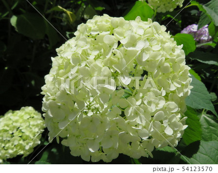 神奈川県　鎌倉　明月院のあじさい 54123570