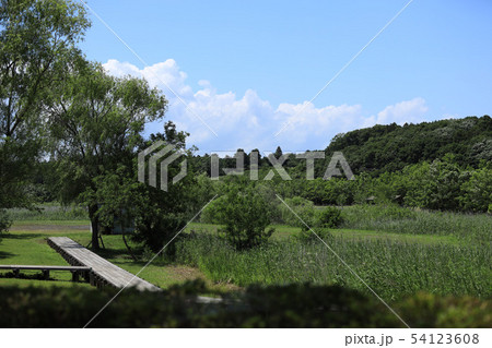 新緑　涸沼自然公園　茨城県茨城町 54123608