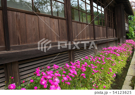 鎌倉 海蔵寺 花の寺 鎌倉 海蔵寺 花の寺 54123625