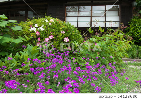 鎌倉　海蔵寺　花の寺 54123680