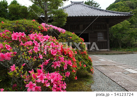 鎌倉　海蔵寺　花の寺 54123724