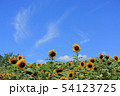 如何にも暑そうな青空　暑さに負けず咲くひまわり 54123725