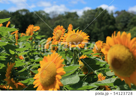如何にも暑そうな青空　暑さに負けず咲くひまわり 54123728