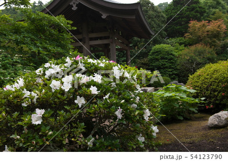鎌倉　海蔵寺　花の寺 54123790