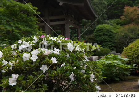 鎌倉　海蔵寺　花の寺 54123791