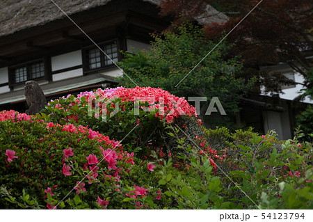 鎌倉 海蔵寺 花の寺 鎌倉 海蔵寺 花の寺 54123794