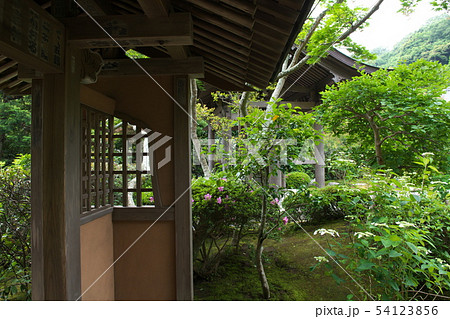 鎌倉 海蔵寺 花の寺 鎌倉 海蔵寺 花の寺 54123856