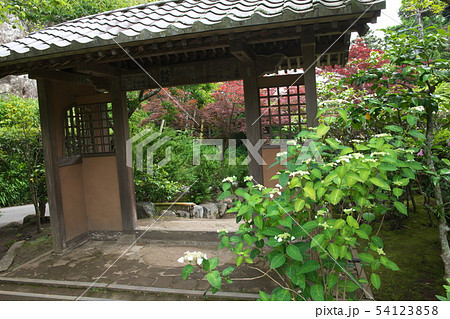 鎌倉　海蔵寺　花の寺 54123858