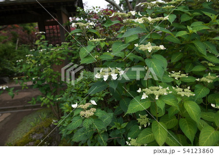 鎌倉 海蔵寺 花の寺 鎌倉 海蔵寺 花の寺 54123860