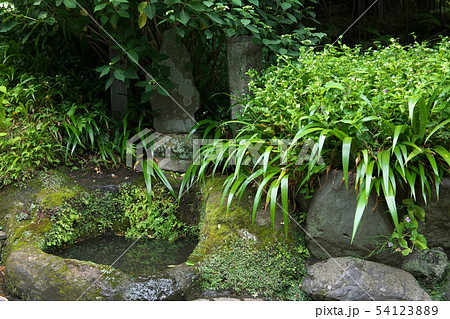 鎌倉 海蔵寺 花の寺 鎌倉 海蔵寺 花の寺 54123889
