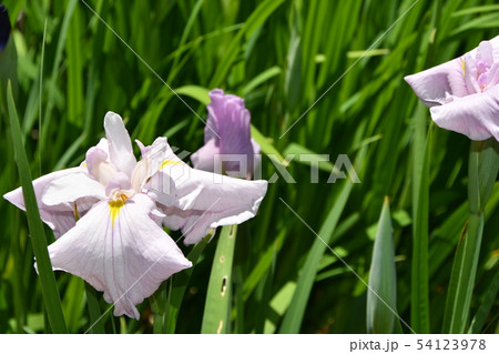 ハナショウブ 花しょうぶ 花菖蒲 ハナショウブ 花しょうぶ 花菖蒲 54123978