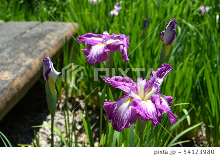 ハナショウブ 花しょうぶ 花菖蒲 ハナショウブ 花しょうぶ 花菖蒲 54123980
