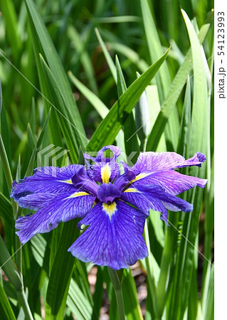 ハナショウブ 花しょうぶ 花菖蒲 ハナショウブ 花しょうぶ 花菖蒲 54123993
