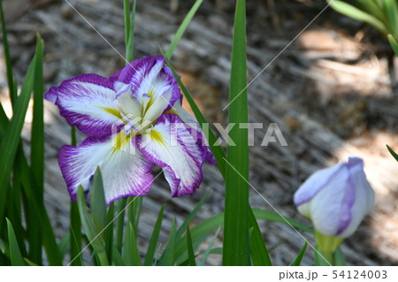 ハナショウブ 花しょうぶ 花菖蒲 ハナショウブ 花しょうぶ 花菖蒲 54124003