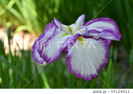 ハナショウブ 花しょうぶ 花菖蒲 ハナショウブ 花しょうぶ 花菖蒲 54124011