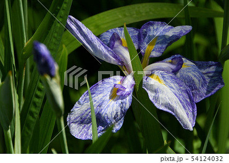 ハナショウブ 花しょうぶ 花菖蒲 ハナショウブ 花しょうぶ 花菖蒲 54124032