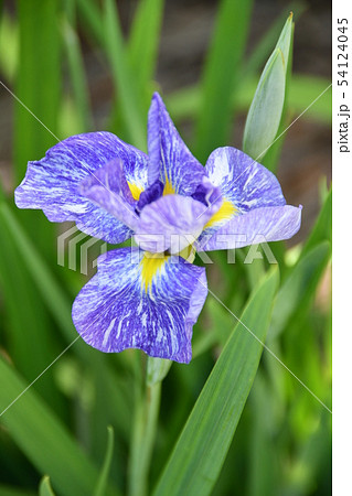 ハナショウブ 花しょうぶ 花菖蒲 ハナショウブ 花しょうぶ 花菖蒲 54124045