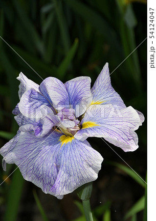 ハナショウブ　花しょうぶ　花菖蒲 54124047
