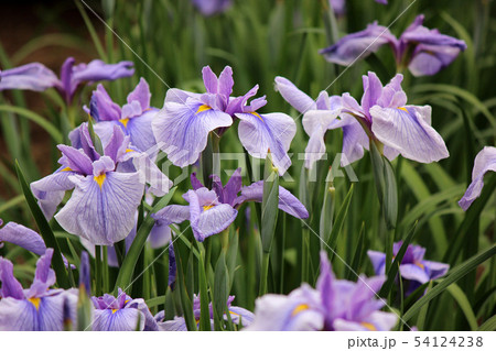 美しい縞模様の入ったハナショウブの花びら(4) 54124238