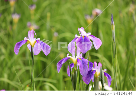 6月の吹上しょうぶ公園(3) 54124244