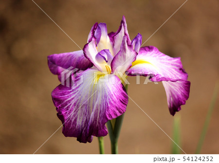 美しく花開いた吹上しょうぶ公園のハナショウブ(9) 54124252