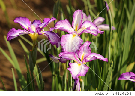 彩り豊かになった青梅市の吹上しょうぶ公園(3) 彩り豊かになった青梅市の吹上しょうぶ公園(3) 54124253