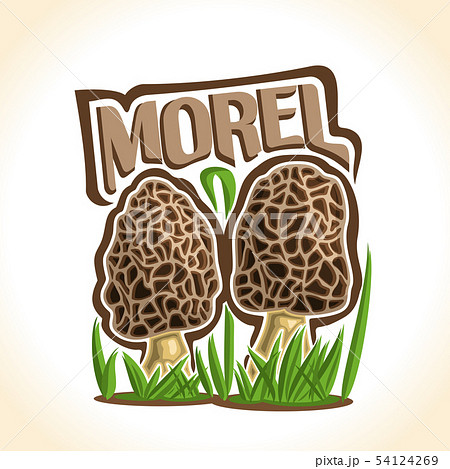 Vector logo for Morels Vector logo for Morels 54124269