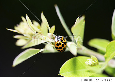 ナミテントウ 54124337