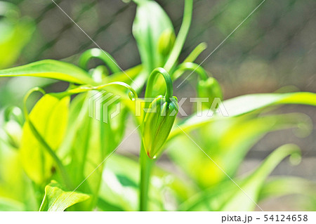 まだ緑色のグロリオサの蕾 54124658