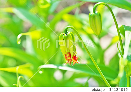 まだ緑色のグロリオサの蕾 まだ緑色のグロリオサの蕾 54124816